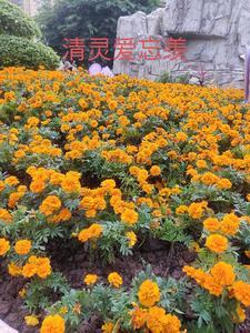 忘羡同人文清梵